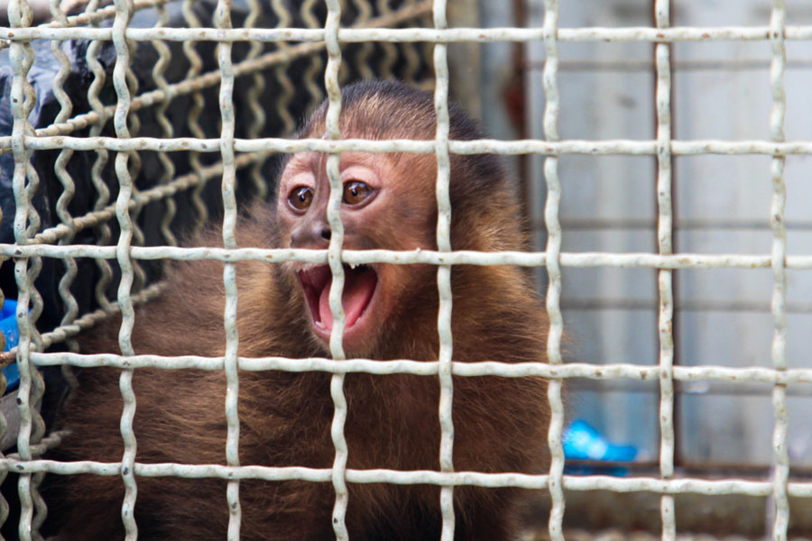 Divulgação/Prefeitura de São Vicente