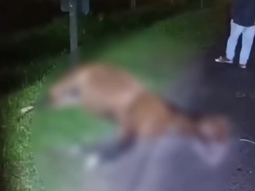 Reprodução/Facebook @cristennamira