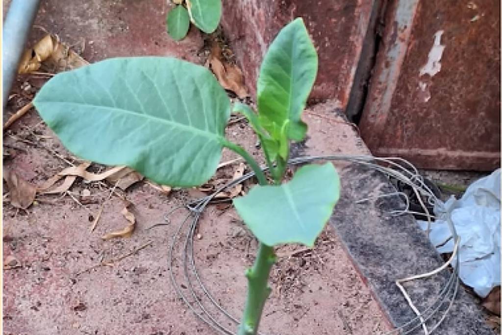 Corpo de Bombeiros de Minas Gerais/Divulgação.
Corpo de Bombeiros de Minas Gerais/Divulgação

