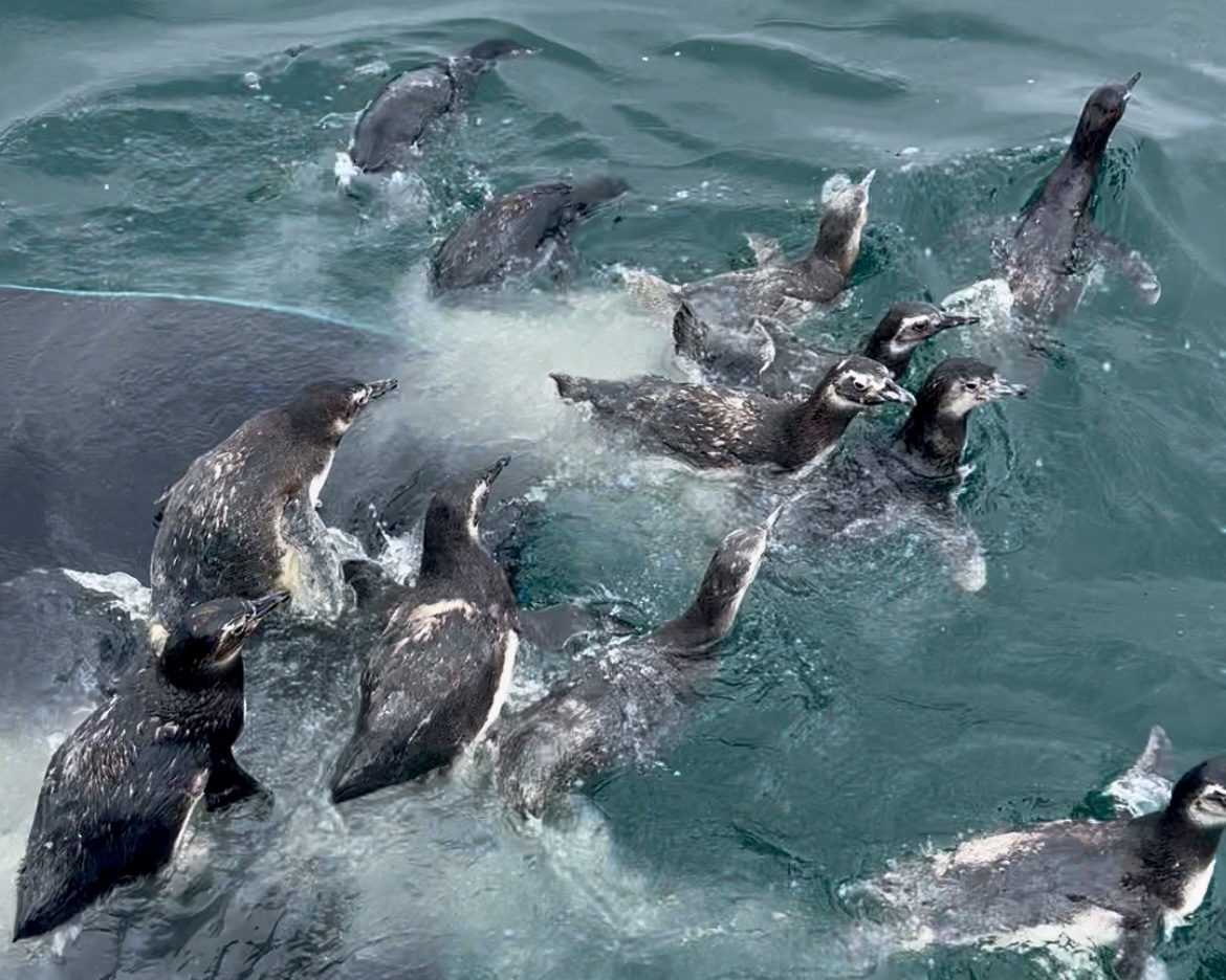 Divulgação/Instituto Gremar