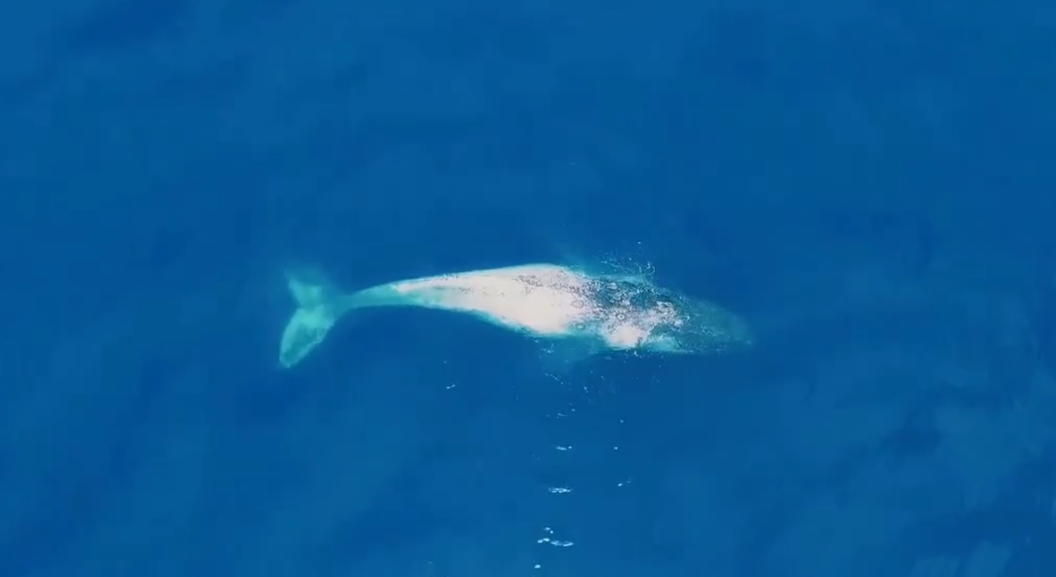 Créditos: Marcelo Guedes
