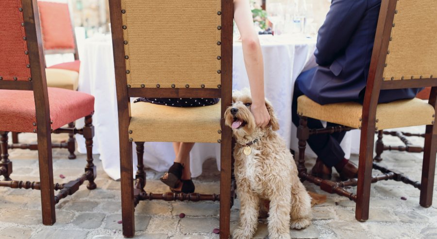 Santos pet friendly: cinco opções de hospedagem para curtir a praia com seu cão