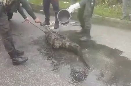 Jacaré é resgatado após ser visto na rua em Vicente de Carvalho; VÍDEO