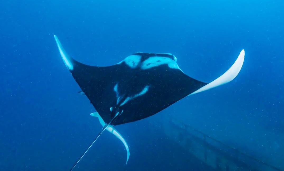 Foto: Roberto Amarante Costa Pinto/Projeto Mantas do Brasil