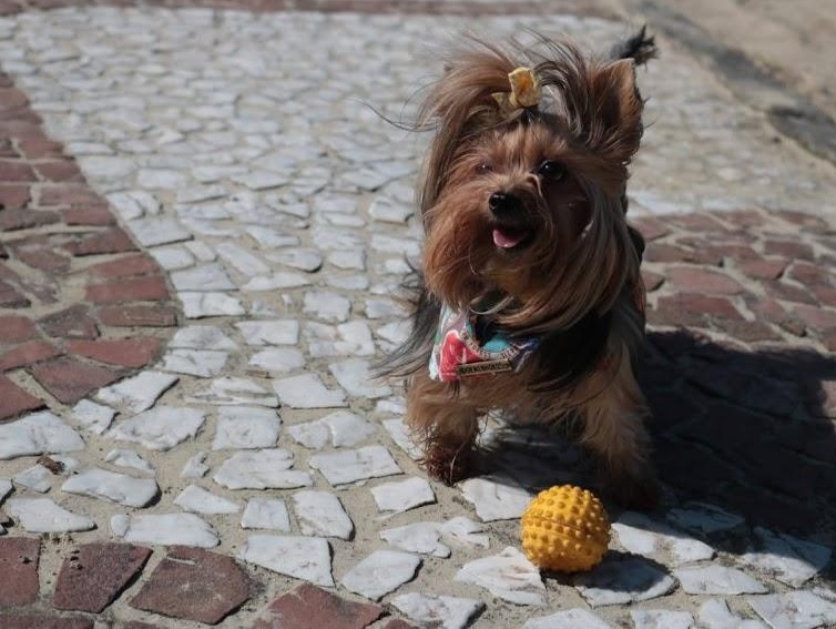 Isabella Carrari/PMS