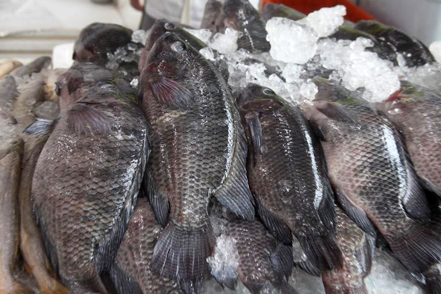 Carlos Nogueira/Arquivo Prefeitura de Santos