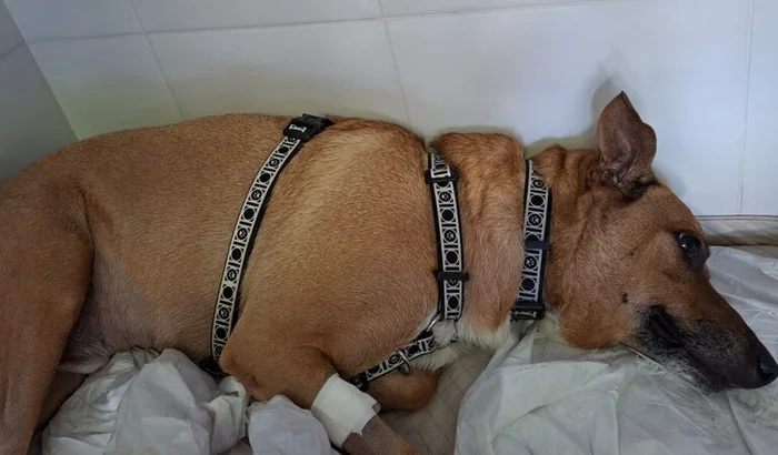 Reprodução/ Vakinha