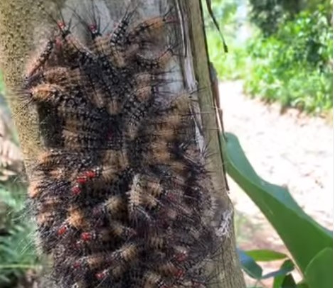 Reprodução/ Instagram