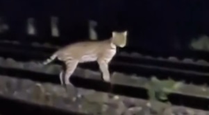 Reprodução/Cubatão Notícias