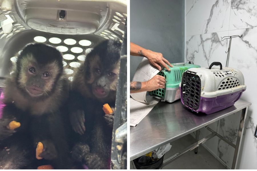 Divulgação/Polícia Civil