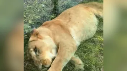 Reprodução/ Redes Sociais