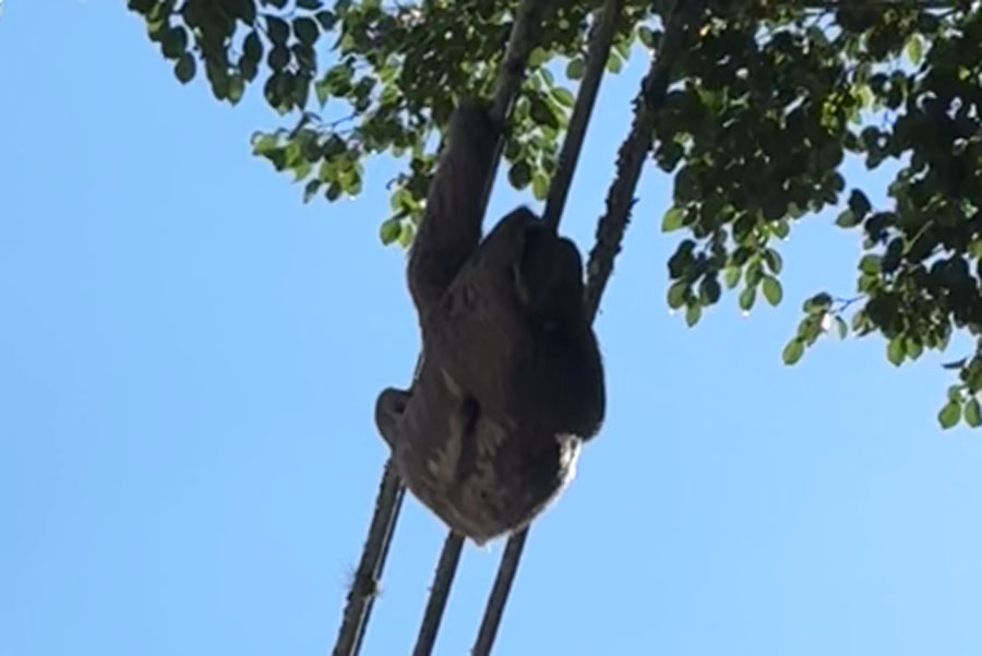 Bicho-preguiça é resgatado de poste elétrico em morro de Santos; VÍDEO
