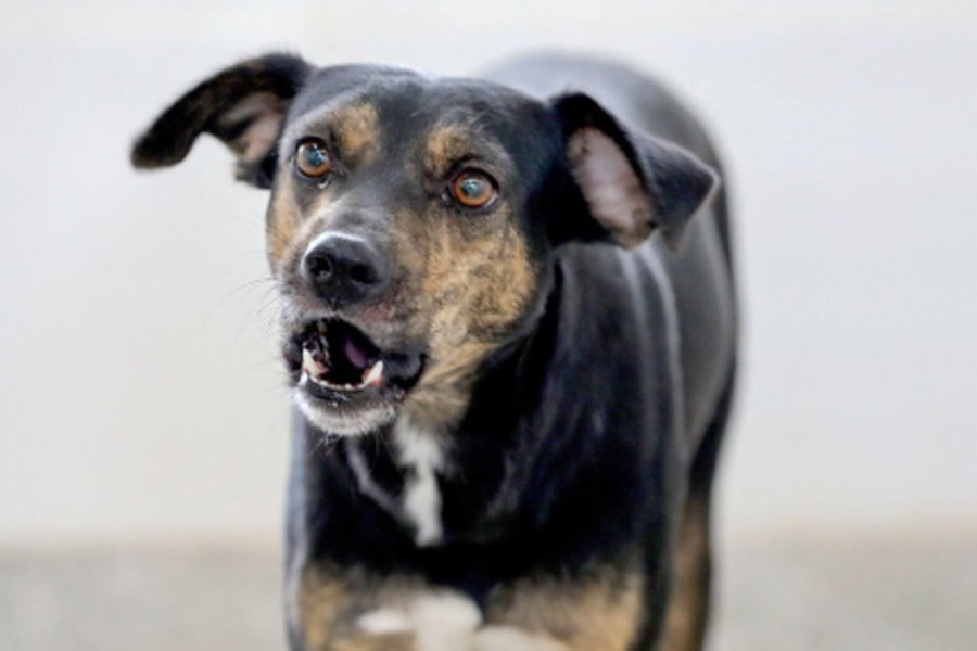 Alesp aprova enterro de animais junto a tutores e obrigação de cardápio físico em restaurantes