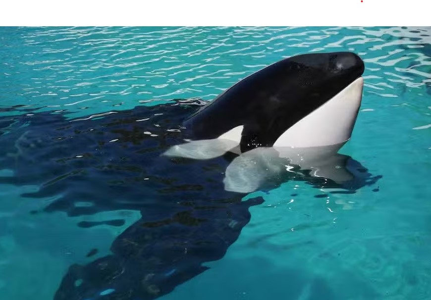 Última orca que vivia em cativeiro na América do Sul morre na Argentina