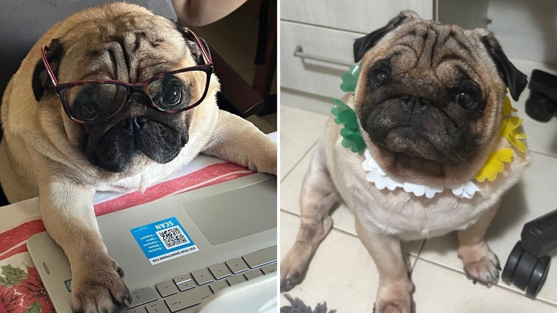 Cachorro da raça pug morre após sofrer hipertermia em hotel para pets em Santos