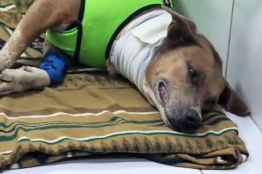 Cachorra esfaqueada apresenta melhora após passar por cirurgia em Praia Grande; VÍDEO