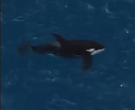 Mergulhador faz registro inédito de orcas na Laje de Santos; VÍDEO