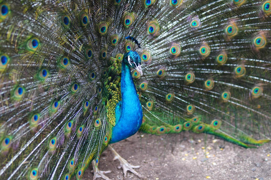 Júlio Koema/Divulgação Prefeitura de Mongaguá