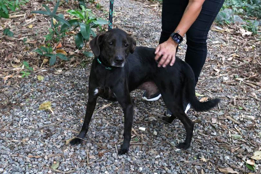 Lei prevê multa de até R$ 10 mil a quem deixar pets desacompanhados em Santos