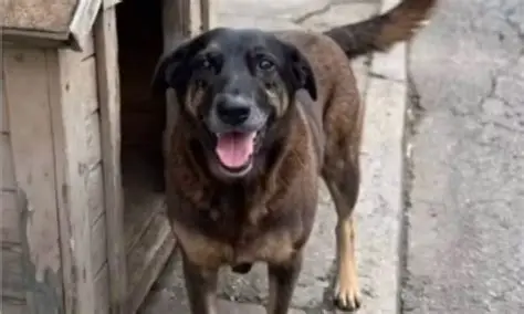 Polícia indicia familiares de adolescentes por coação de testemunhas no caso do cão Orelha