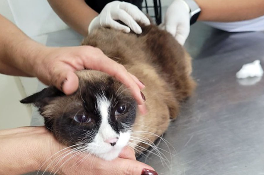 Divulgação/Prefeitura de Guarujá