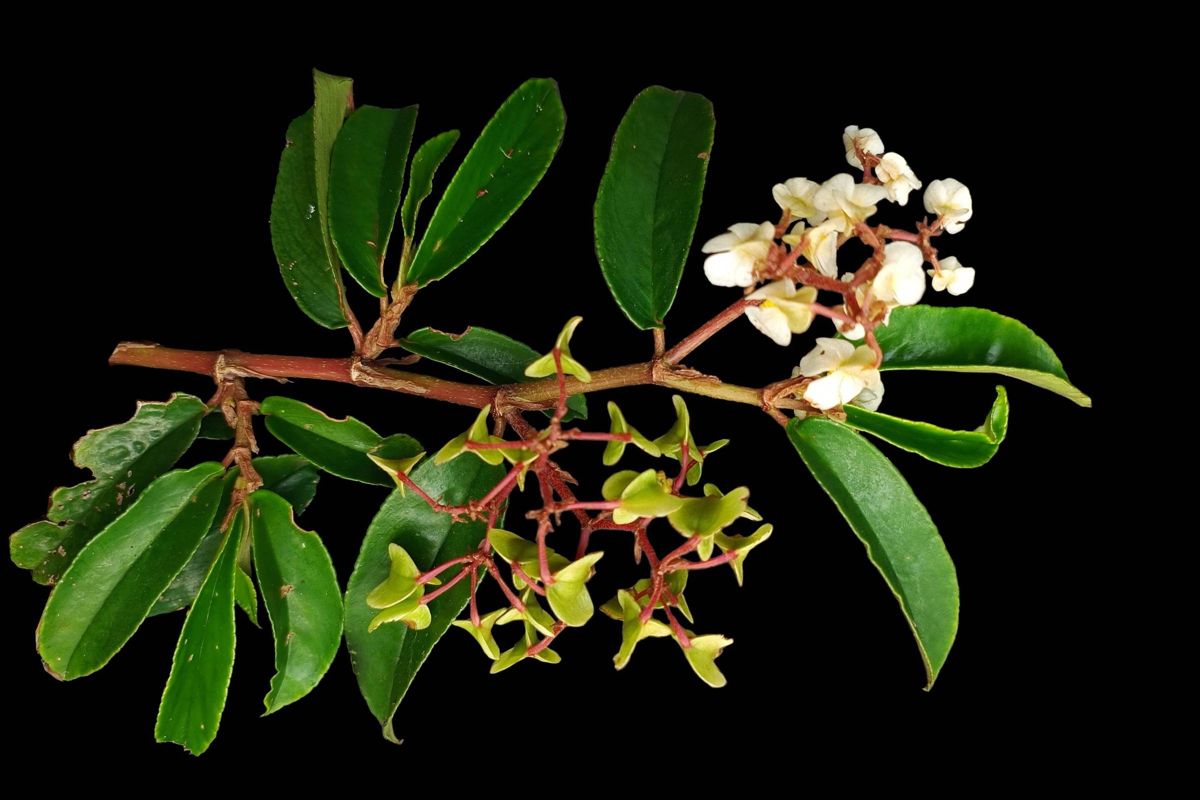 Planta considerada extinta volta a ser vista em ilha no litoral de SP após cem anos