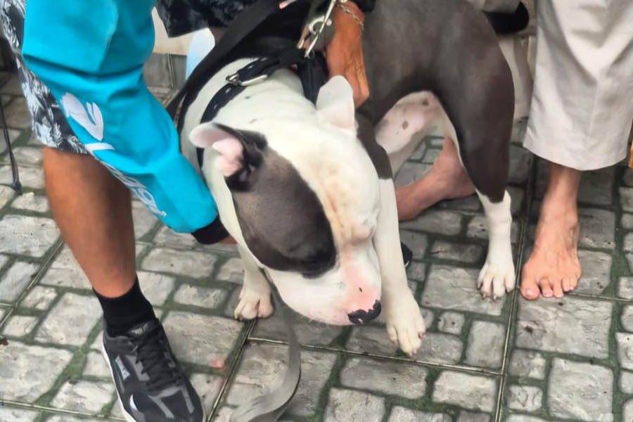 Casal que levou cachorro na coleira ao andar de moto em Santos é identificado pela polícia