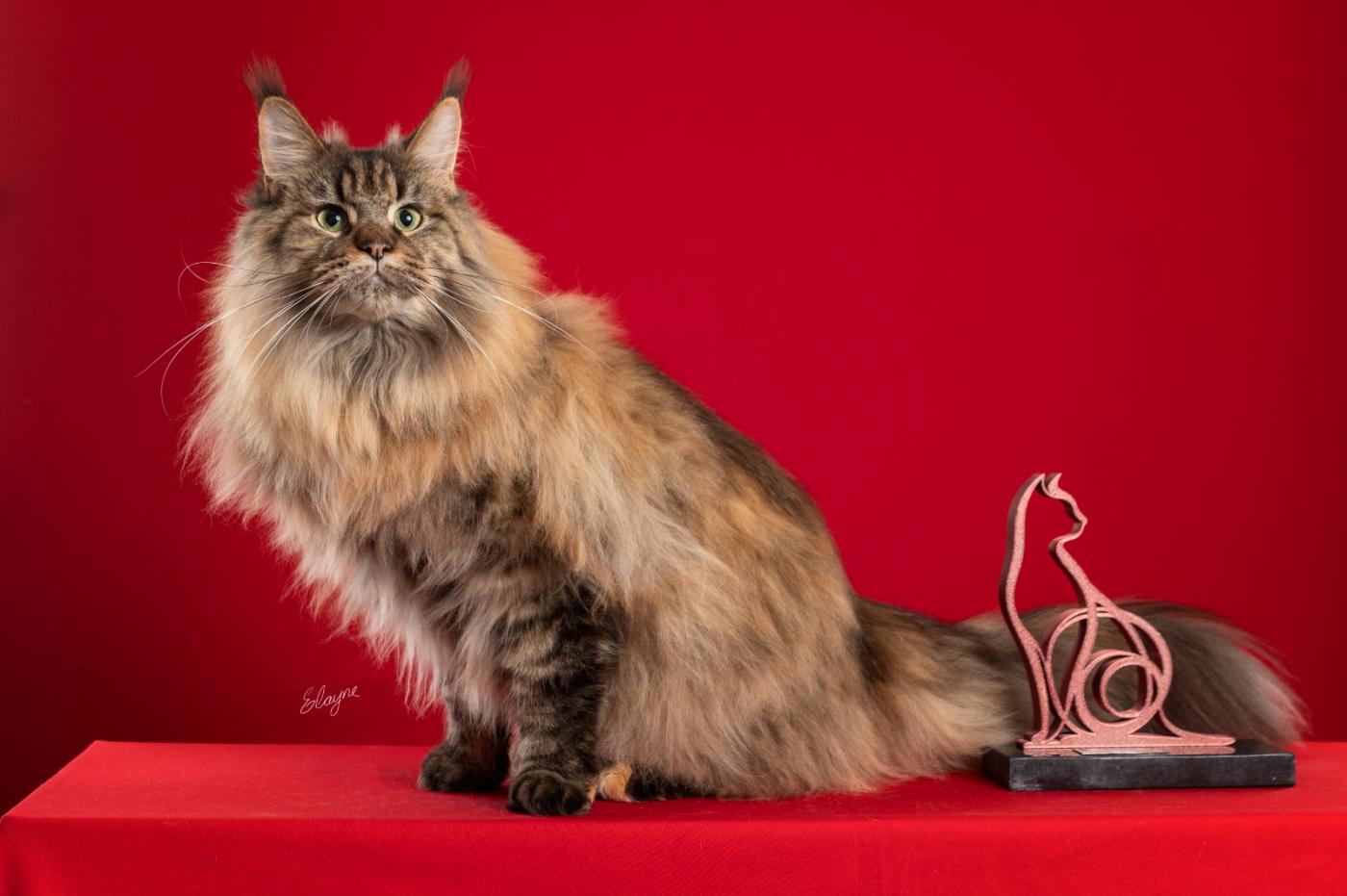 Festival leva mais de 130 gatos e promove feira de adoção no Parque Valongo, em Santos