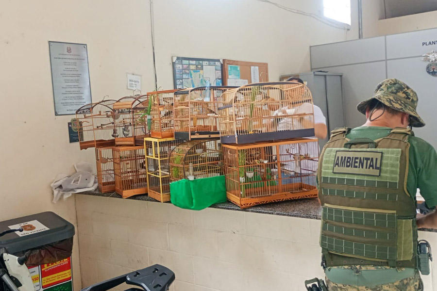 Seis pessoas são presas por transporte irregular de aves silvestres em São Vicente