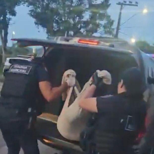 Três adolescentes são apreendidos sob suspeita de matar cão em Itajaí (SC)