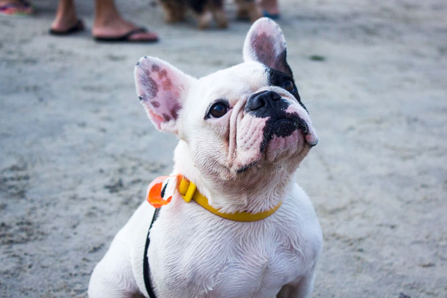 São Vicente vai construir Parque Pet para lazer e bem-estar animal na Praia do Itararé