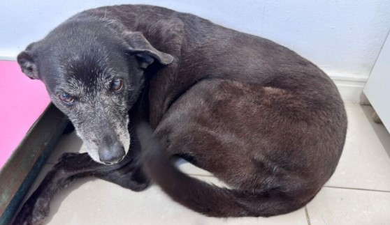 Cadela Pretinha, companheira de Orelha, morre em Florianópolis