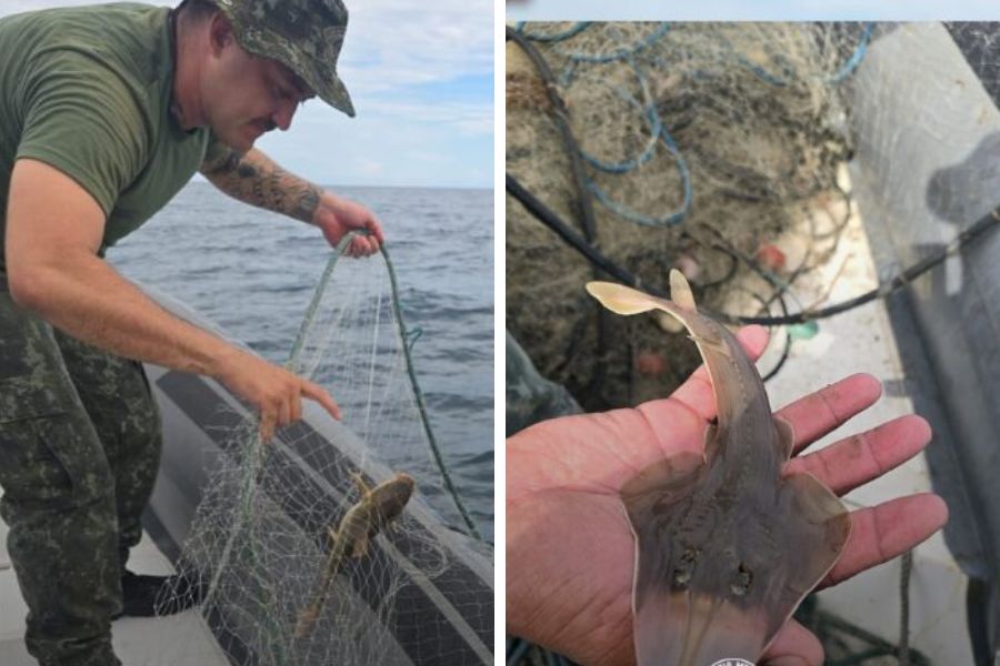 PM apreende rede de pesca ilegal de 2,7 km e resgata espécies marinhas em Guarujá