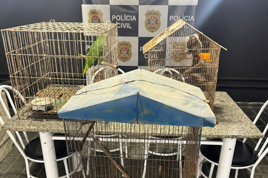 Papagaio e saguis mantidos em casa sem autorização legal são resgatados em Guarujá; VÍDEO