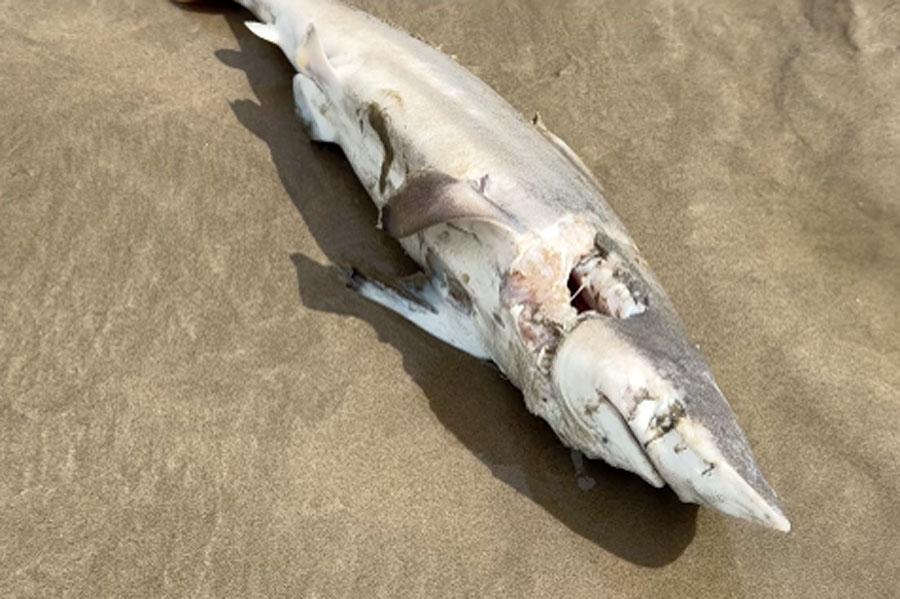 Filhote de tubarão é encontrado morto na orla de Praia Grande