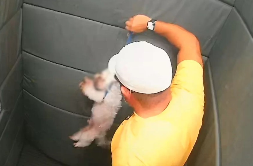 GCM aposentado flagrado espancando cachorro em Praia Grande é indiciado por maus-tratos