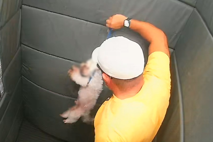 Cachorro é agredido por GCM aposentado dentro de elevador em Praia Grande; VÍDEO