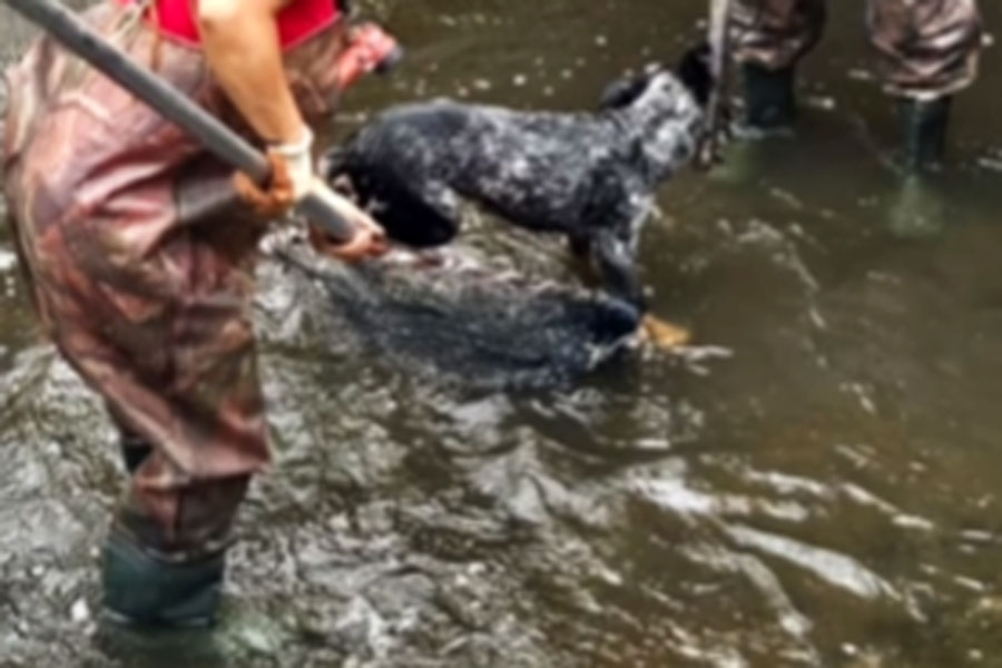 Cachorro cai no canal 5, em Santos, e é resgatado pelos bombeiros