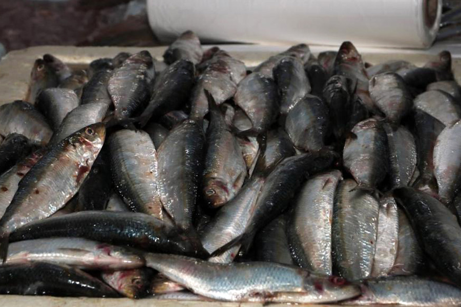 Francisco Arrais/Divulgação Prefeitura de Santos