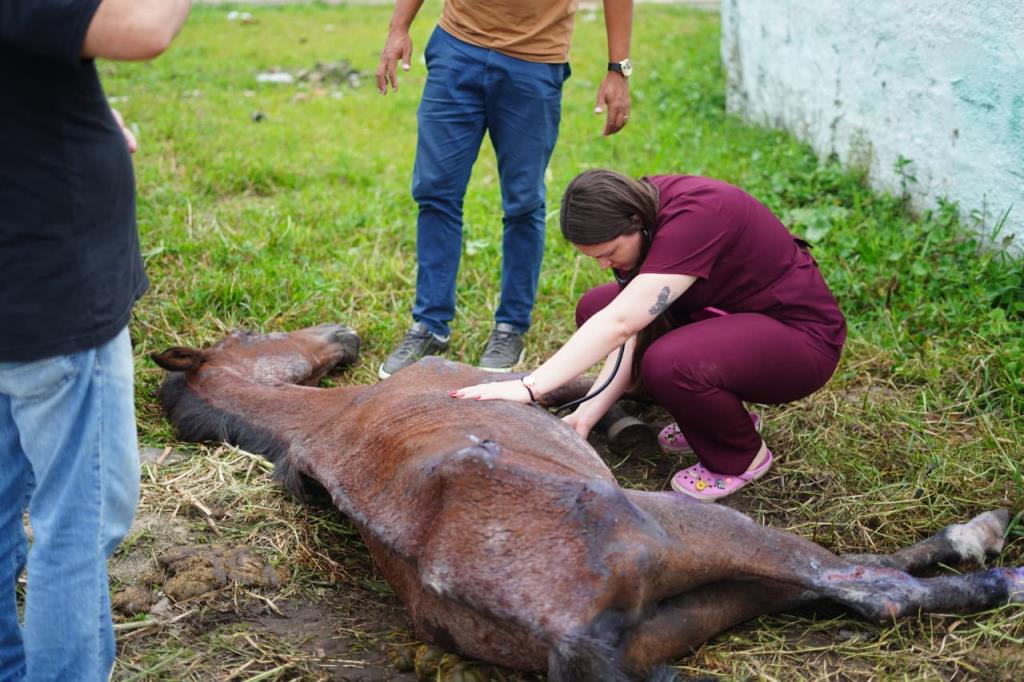 Decreto 'Justiça por Orelha' faz a primeira autuação em Mongaguá