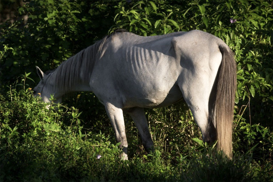 Praia Grande oferece serviço de apreensão e remoção de animais de grande porte em vias públicas