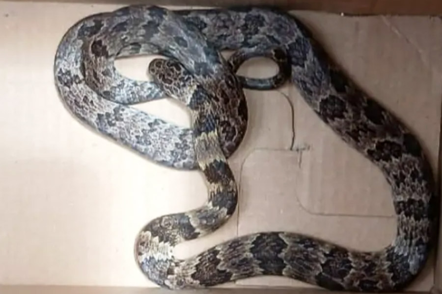 Cobra é encontrada no subsolo de prédio residencial no Macuco, em Santos