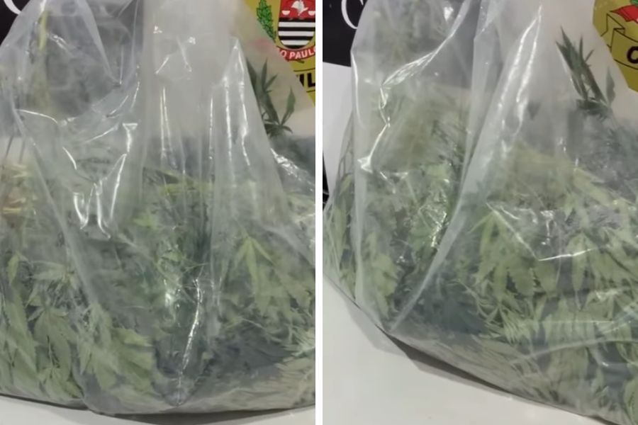 Polícia apreende 3,5 kg de pés de maconha em imóvel abandonado de Guarujá