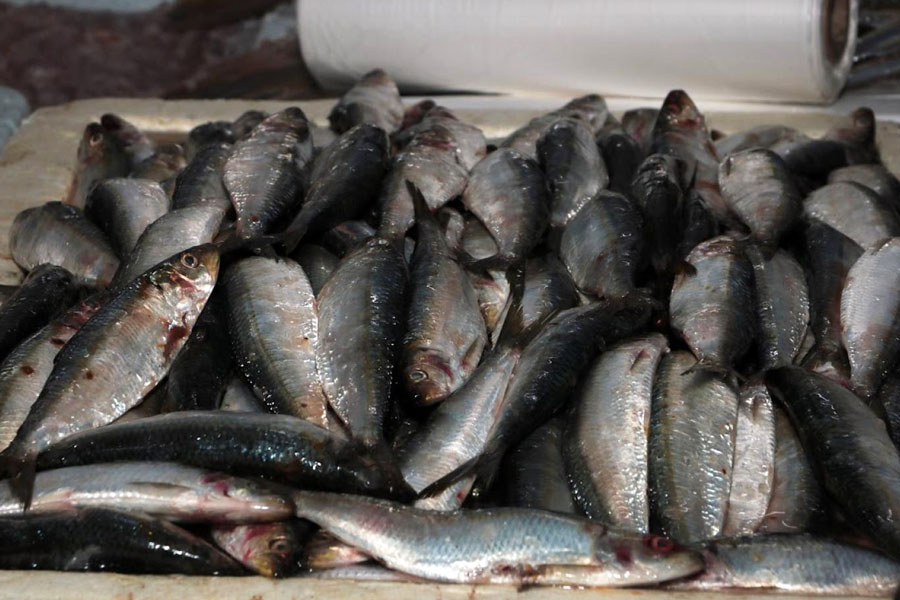 Festival oferece sardinha a partir de R$ 12,99 no Mercado de Peixes de Santos