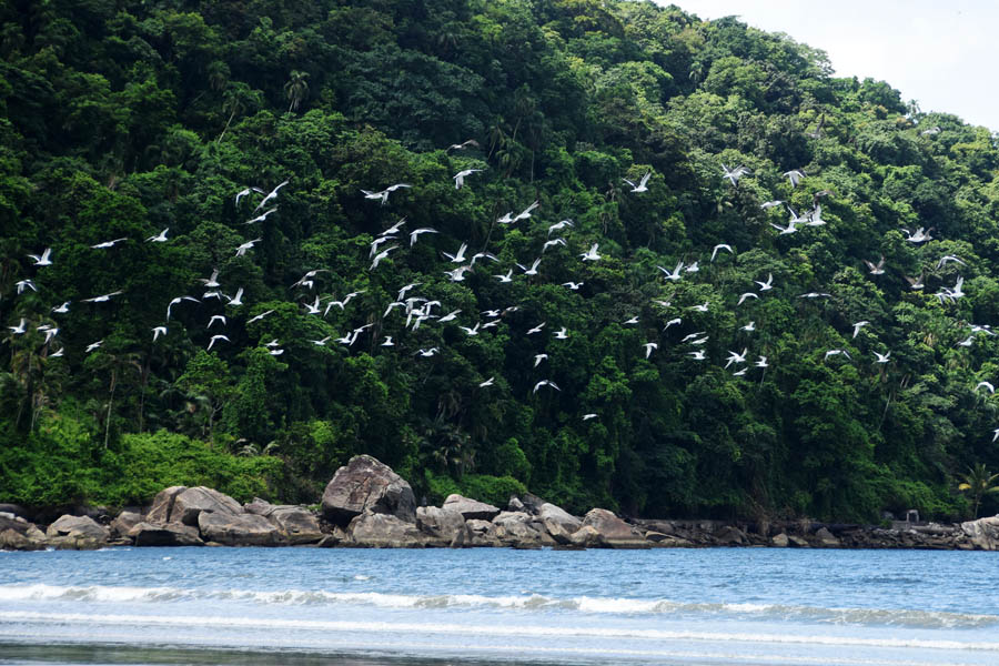 Gaivotas retornam ao 'lar' após passar por reabilitação em Praia Grande
