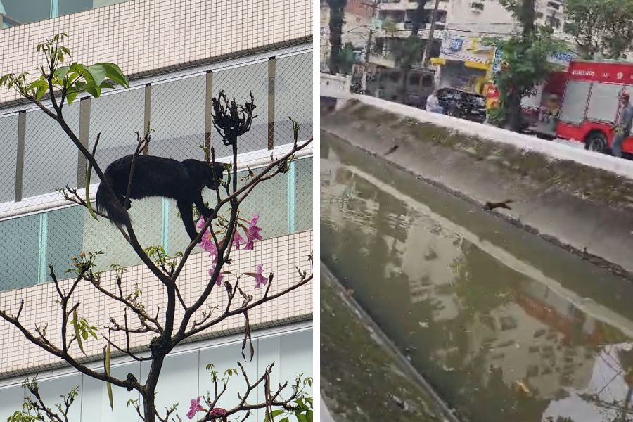 Gato é resgatado após passar noite em árvore, se joga em canal e foge em Santos; VÍDEO