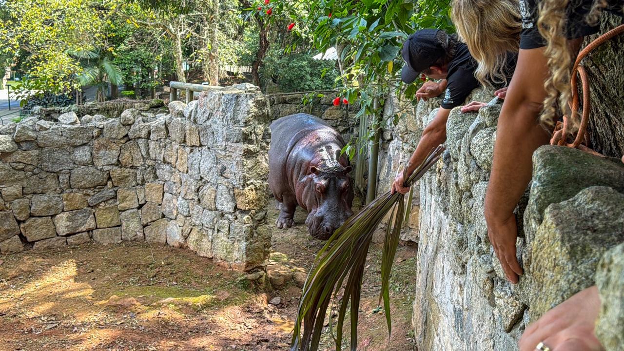 Hipopótamo Ramon é transferido após mais de 20 anos em São Vicente e viverá com nova parceira em SP; VÍDEO