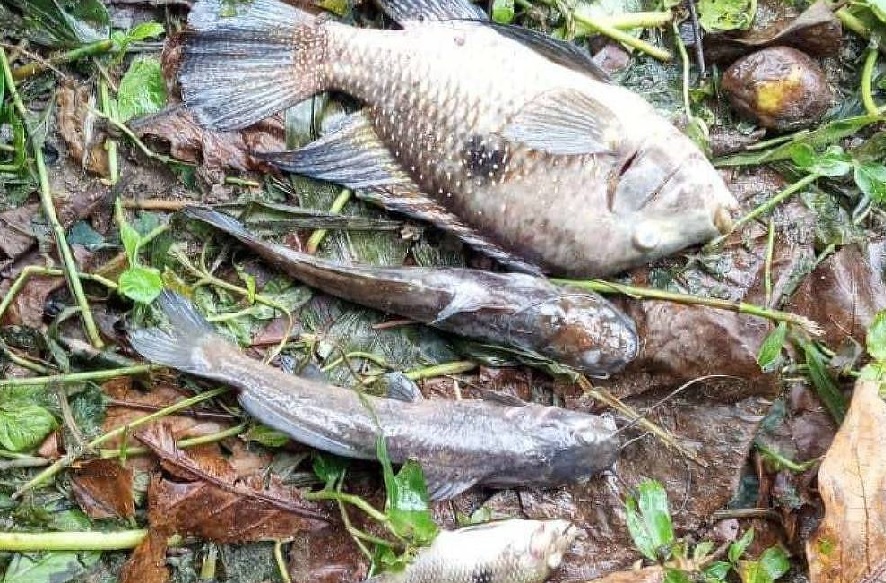 Sabesp é multada por contaminação em rio no litoral de SP