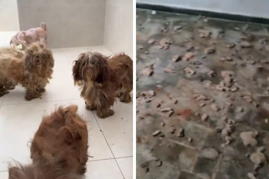 Oito cães são resgatados em situação de maus-tratos em casa no Embaré, em Santos; VÍDEO