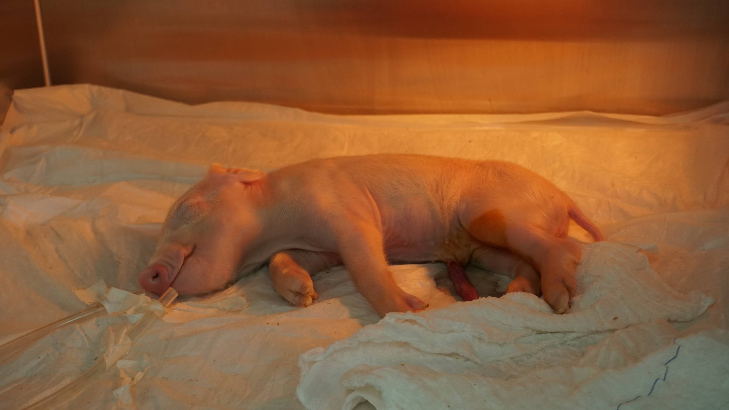 Brasileiros clonam 1º porco em projeto para transplante de órgãos suínos em humanos